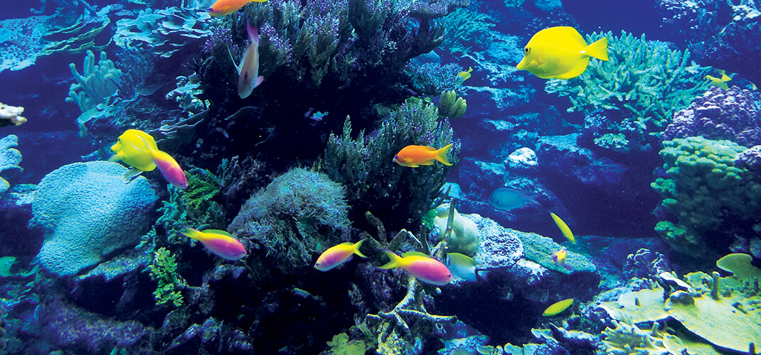 Kleurrijke tropische vissen onder water.